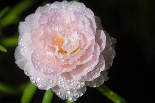 Pink flower on nature background,Common Purslane, portulaca flowers, Verdolaga, Pigweed..jpg