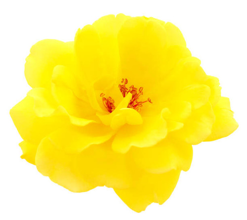 Yellow beautiful rose isolated on white background..jpg