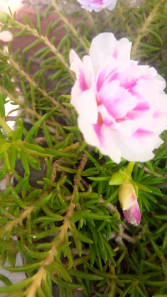 Pink colour flowers very soft branches.jpg