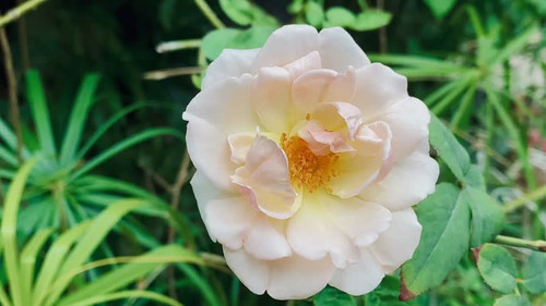 Pink rose flower on garden, isolated pink rose flower, pink rose flower for love romance, Makes you .jpg