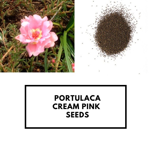 Portulaca Cream Pink a.jpg
