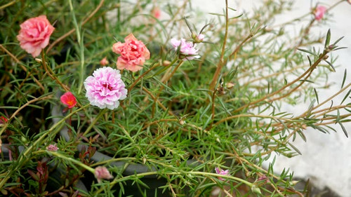 Common Purslane, portulaca flowers, Verdolaga, Pigweed , Pink Rosemoss flower in garden.jpg