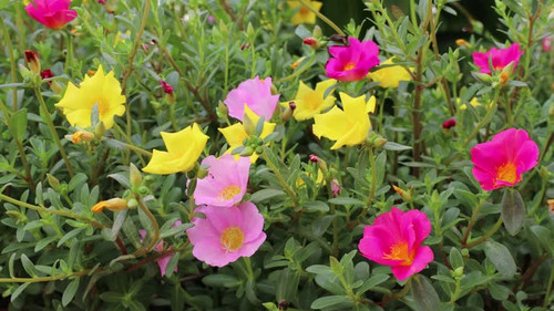 A close-up view of a garden of beautiful pink and yellow Portulaca grandiflora flowers being blown b.jpg