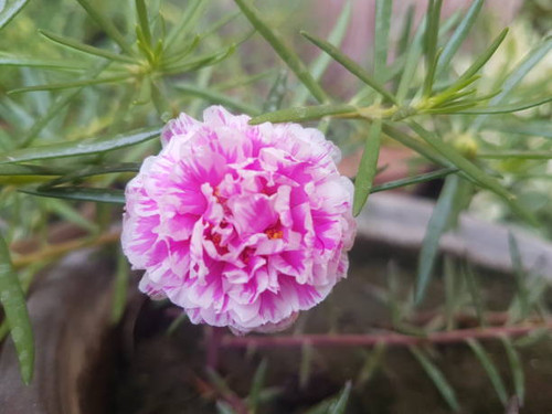 Seasonal flowers are grown all over in Khyber Pukhtoonkhwa in home inside and outdoor, garden, offic.jpg