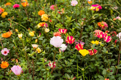 The beauty and bright colors of spring.jpg