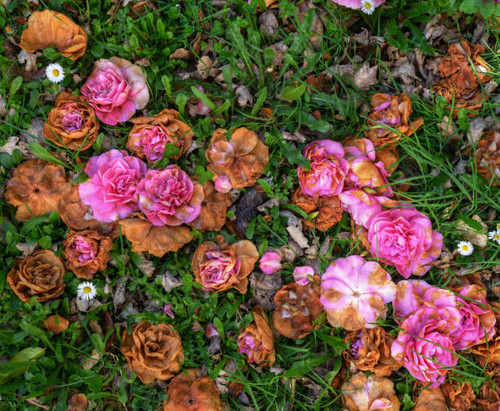 A  group of fallen flowers begin to wither on the green grass.jpg