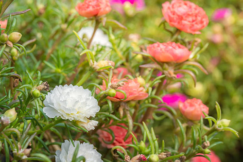 Sunset with flower. Soft Focus.jpg
