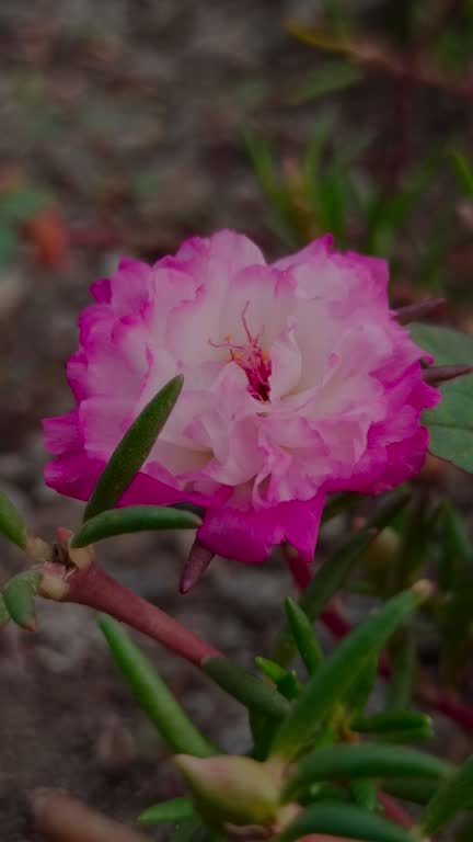 The beauty of rose Moss in the yard.jpg