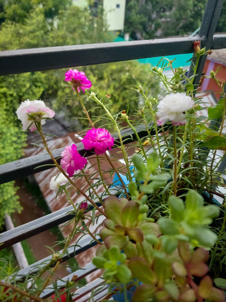 Varies color of moss rose flower in tab.jpg