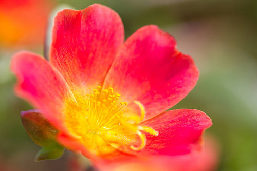 This is a photo of portulacea that I have taken in October..jpg