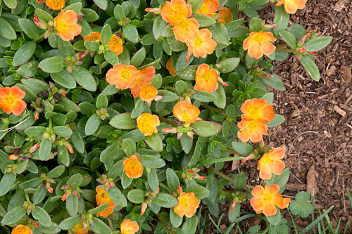 Small oange flowers of plant - Portulaca - Tangerine.jpg
