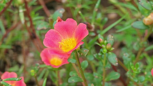 Portulaca umbraticola or wingpod purslane flower.jpg