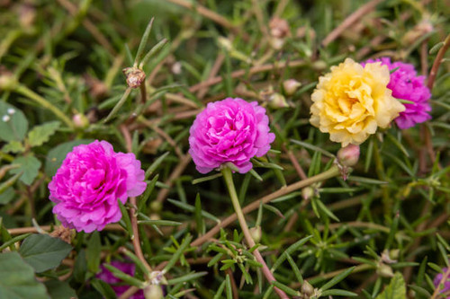 Close-up view of Portulaca, Moss flowers. Roses, pink, red, and others blooming beautifully against .jpg