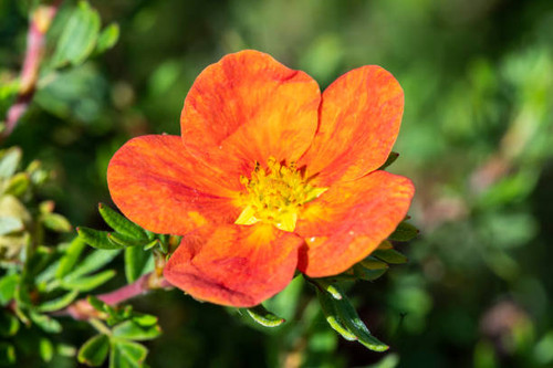Potentilla 'Red Ace' a summer flowered plant known as cinquefoil.jpg
