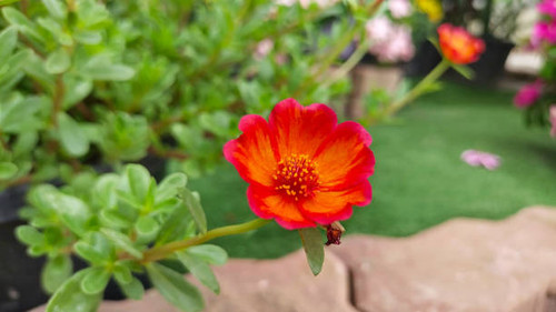 Common Purslane, Verdolaga, Pigweed, Little Hogweed, Pusley pink flower, Beautiful Common Purslane.jpg