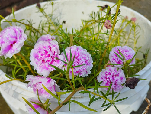 Bright pink and white flowers blooming in a white plastic pot..jpg