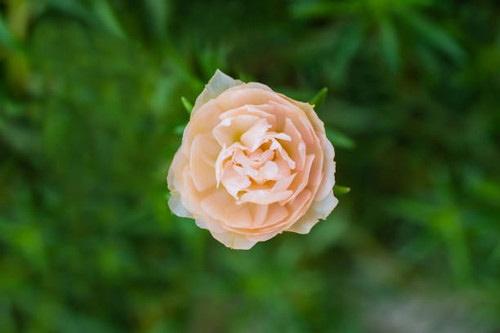 top view macro photograph beautiful orange flower..jpg