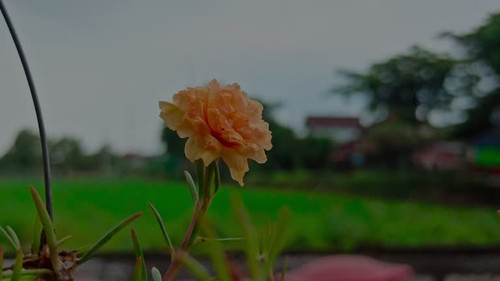 Beauty of The Moss- rose in the yard.jpg
