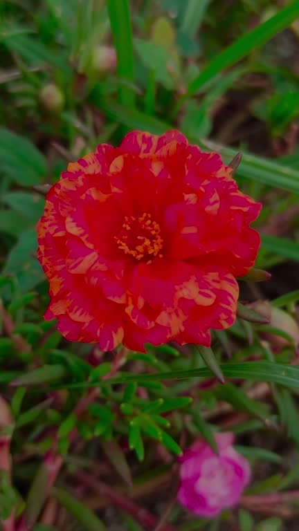 The beauty of rose Moss in the yard.jpg