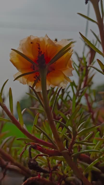 the moss-rose in the garden.jpg