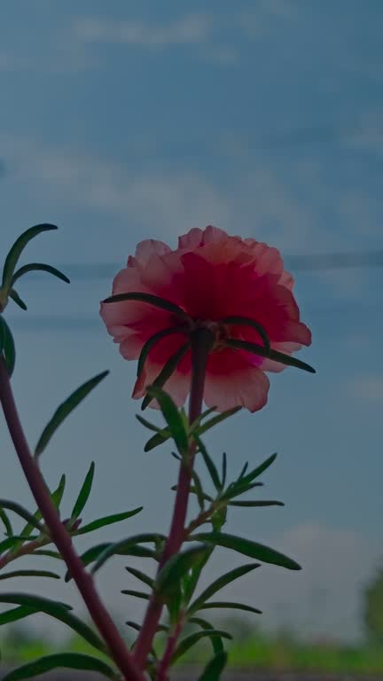 The pink moss rose on the pot.jpg