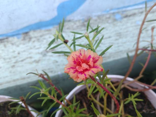 Two-color rose moss (Portulaca grandiflora).jpg