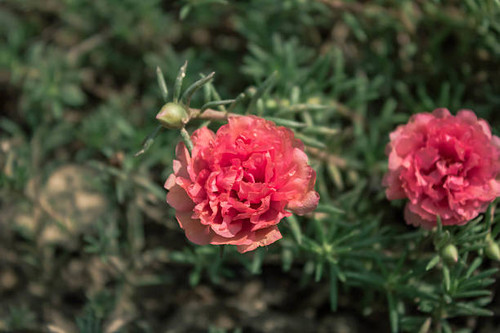 flower grass red.jpg
