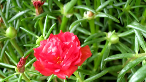 Time lapse of red Verdolaga flower blooming in a flowerpot.jpg