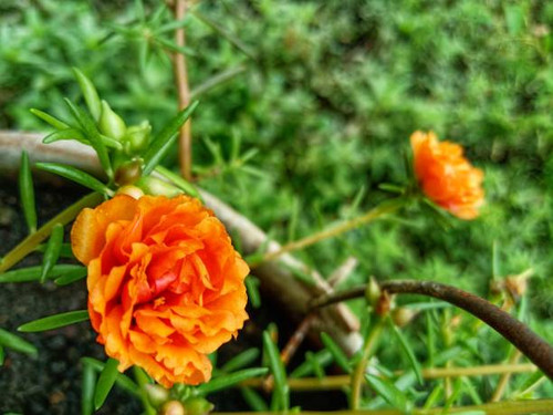 The orange flower is blooming beautifully.jpg