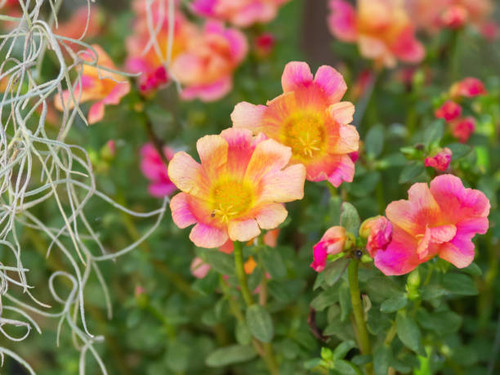 Tropical orange flower (portulaca grandiflora) of south america, grown in gardens. vibrant orange an.jpg