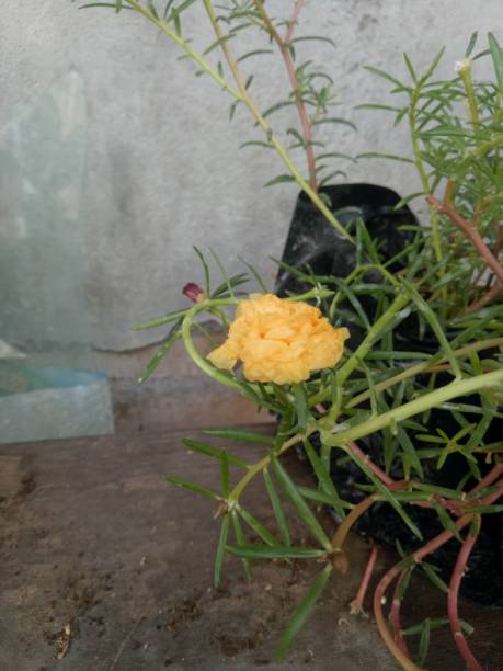 The flowers will start blooming after a while.jpg