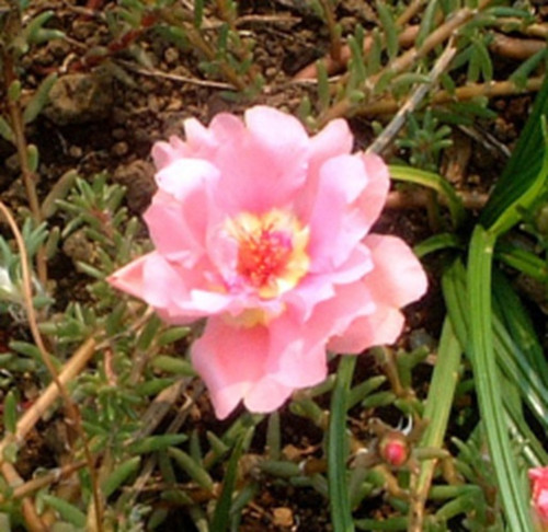 Portulaca Cream Pink c.jpg
