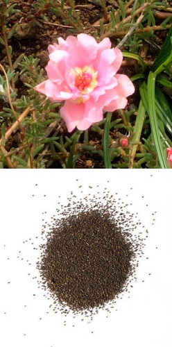 Portulaca Cream Pink f.jpg