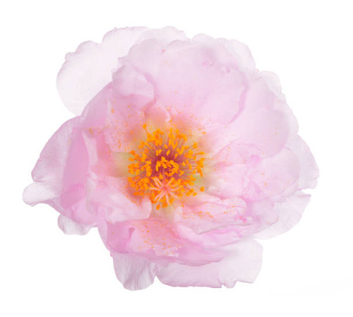 portulaca grandiflora flower isolated on white background.jpg