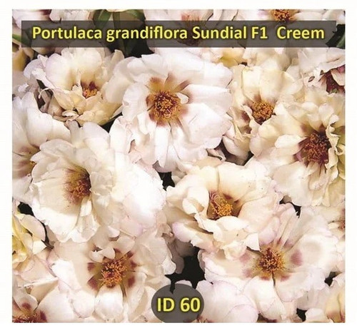 portulaca grandiflora sundial f1 creem.jpg