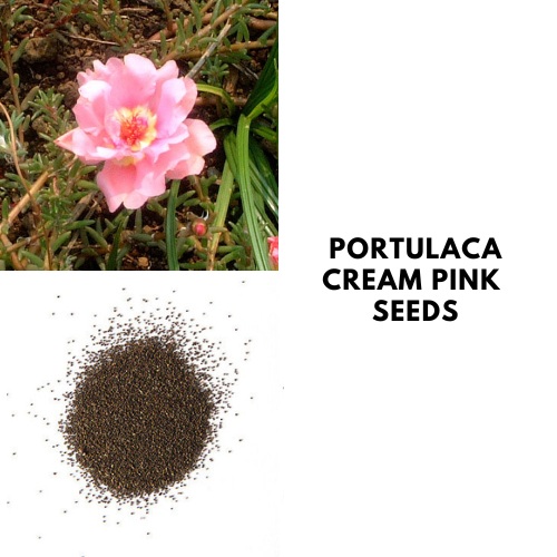 Portulaca Cream Pink e.jpg