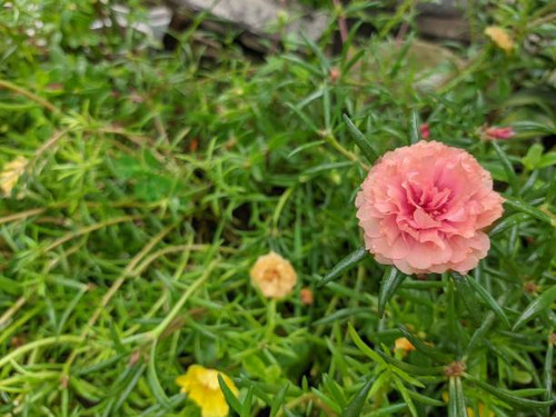 Portulaca Gradiflora or Moss Rose.jpg