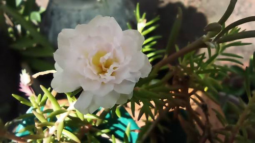 portulaca grandiflora flowers.jpg