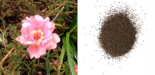 Portulaca Cream Pink b.jpg