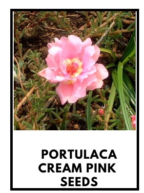 Portulaca Cream Pink d.jpg