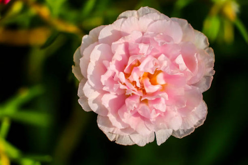 portulaca oleracea blooming, Common Purslane or Verdolaga flower.jpg