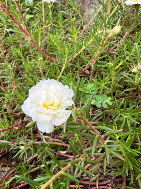 Gorgeous portulaca rose flower at the backyard.jpg