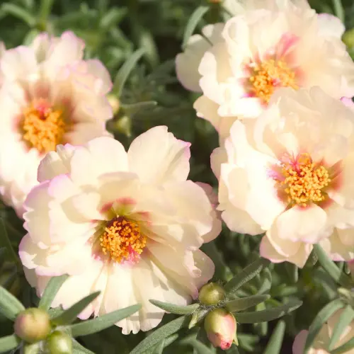 Portulaca Sunseeker Cream 2024x2023.webp
