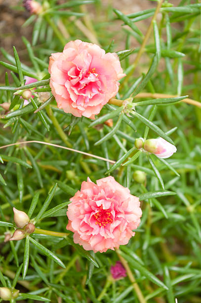 Coral and burgeon  rose moss.jpg