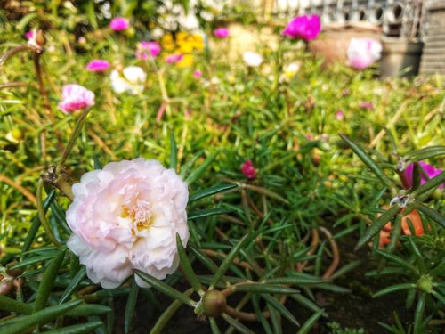 Beautifull white flower garden rose, blooms in the morning when exposed to sunlight.jpg