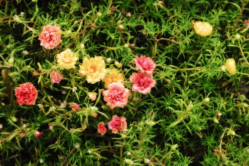 Portulaca oleracea..jpg