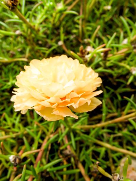 yellow Pusley flower in garden (Portulaca oleracea).jpg