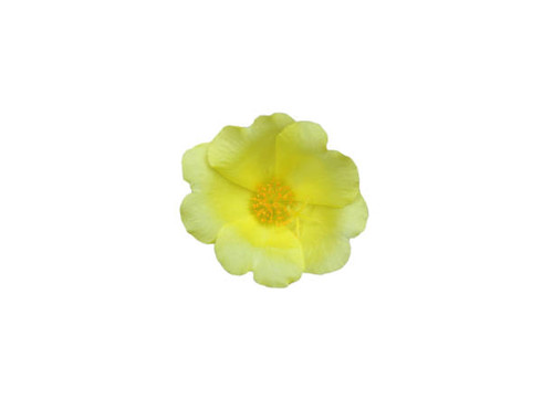 yellow portulaca flower? isolated on whited background.?.jpg