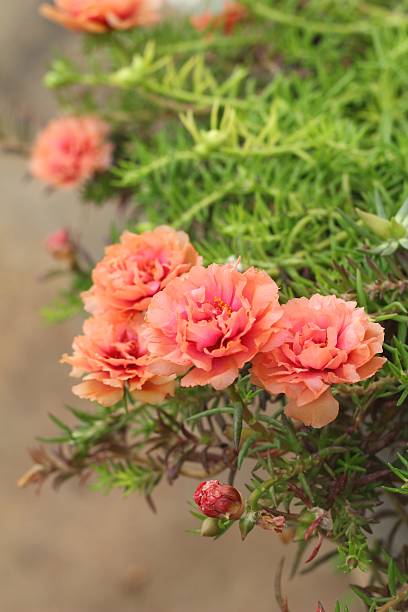 Flowering Purslane - pink flowers at the nature.jpg