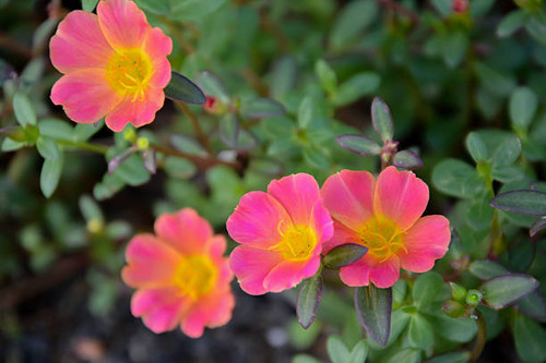 Colorful Common Purslane in garden.jpg